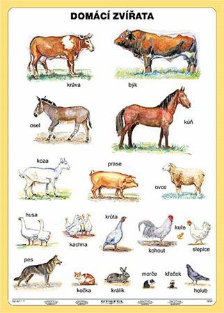 tabulka domácích zvířátek